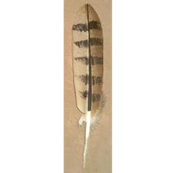 Golden eagle tail plume feather - Centralia Fur & Hide