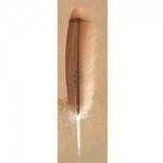 RED TAIL HAWK FEATHERS - Image 2